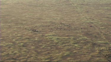 Aerial view of the migration of wildebeest