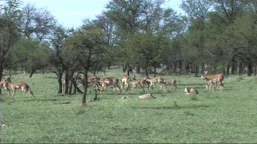 Herd of impala grazing in Serengeti NP