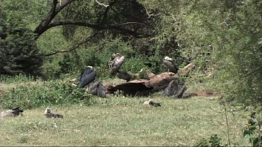 Vultures spreading their wings and resting on the ground