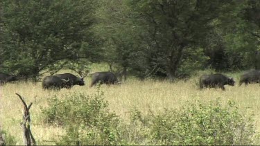 Herd of buffalo running and walking in Tarangire NP