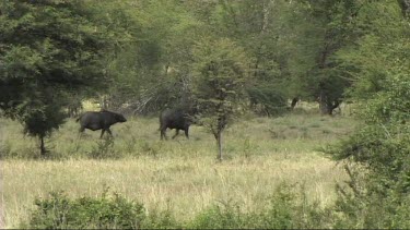 Herd of buffalo running and walking in Tarangire NP