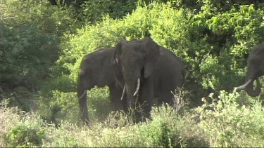 African Elephants relaxing in the shade in Lake Manyara NP