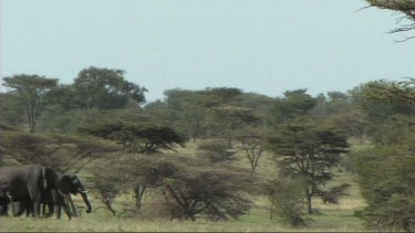 African Elephant family feeding in Tarangire NP. Iconic African savannah plains shot.