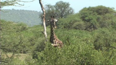 Giraffe feeding in Tarangire NP. Browsing treetops.