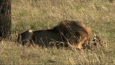 A male Lion feeding on a zebra carcass  in the Serengeti