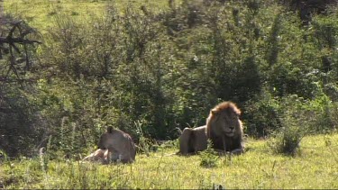 Lions mating in the Serengeti