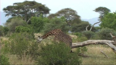 Giraffe feeding in Tarangire NP browse, browsing