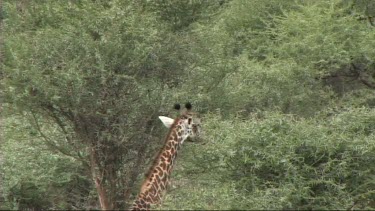 Giraffe feeding in Tarangire NP browse, browsing