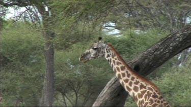 Giraffe feeding in Tarangire NP browse, browsing