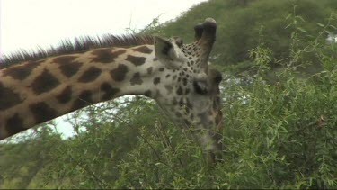 Giraffe feeding in Tarangire NP browse, browsing