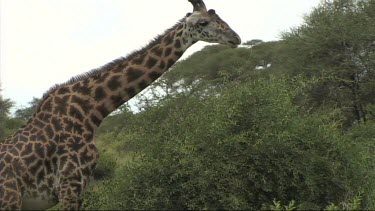 Giraffe feeding in Tarangire NP browse, browsing