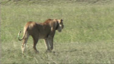 Lioness walking in front of a herd of zebra