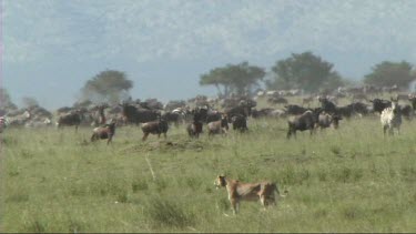 Lioness walking in front of a herd of zebra