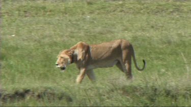 Lioness walking in front of a herd of zebra