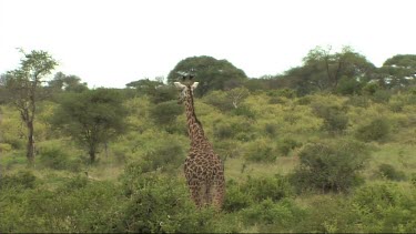 Giraffe walking in Tarangire NP