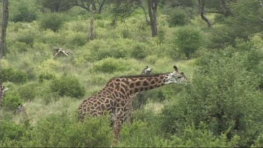 Giraffe feeding in Tarangire NP