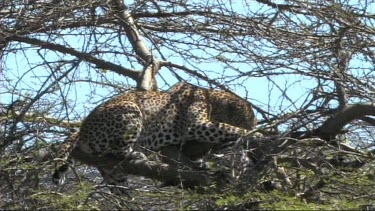 Leopard in a tree feeding on a young zebra