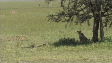 Cheetah sitting and looking around for prey