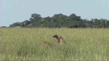 Two cheetahs resting after making a kill