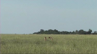 Two cheetahs resting after making a kill