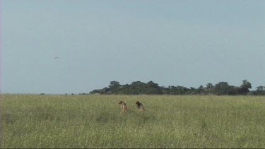 Two cheetahs resting after making a kill