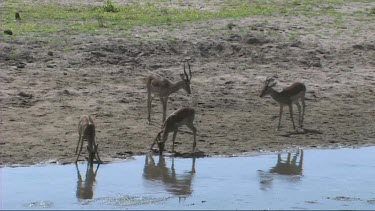 Impala drinking from a river in Tarangire NP