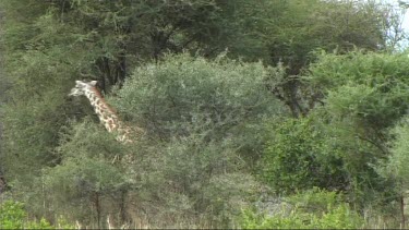 Giraffe walking in Tarangire NP