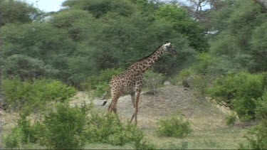 Giraffe walking in Tarangire NP