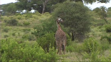 Giraffe feeding in Tarangire NP browse, browsing