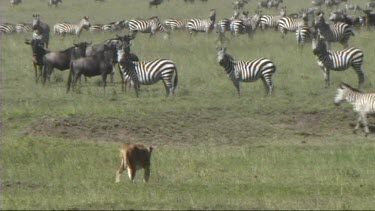 Lioness walking in front of a herd of zebra