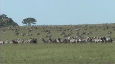 Lioness walking in front of a herd of zebra