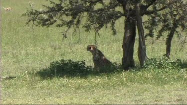 Cheetah sitting and looking around for prey