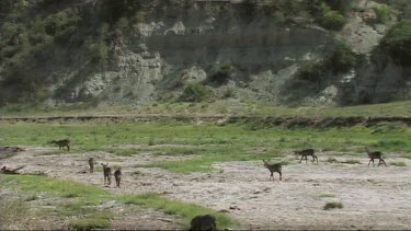 Wildlife walking in a dry river in Tarangire National Park