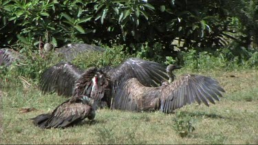 Vultures spreading their wings and resting on the ground