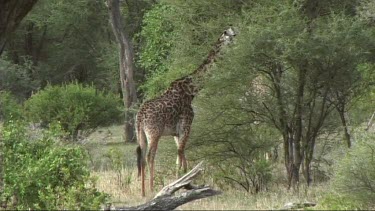 Giraffe feeding in Tarangire NP browse, browsing