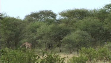 Giraffe feeding in Tarangire NP browse, browsing