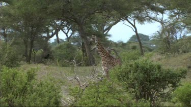 Giraffe walking in Tarangire NP