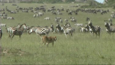 Lioness walking in front of a herd of zebra