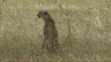 Cheetah sitting and looking around for prey