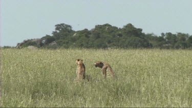 Two cheetahs making a kill in the Serengeti, resting with prey.