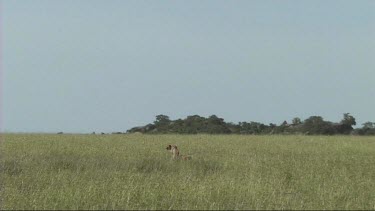 Two cheetahs making a kill in the Serengeti