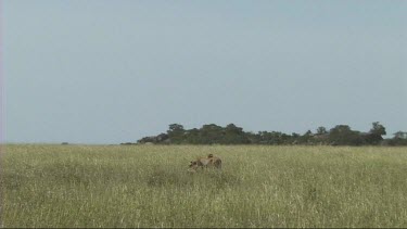 Two cheetahs making a kill in the Serengeti