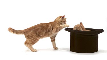 Red Tabby Domestic Cat, Adults Playing in Top Hat against White Background, Slow motion