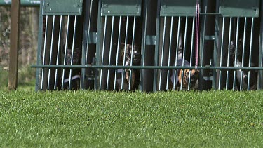 Whippet Dog, Adults standing in Box and Running during Race, Slow motion