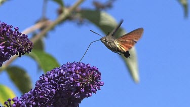 Hummingbird Hawkmoth,macroglossum stellatarum, Adult in Flight, Flapping Wings and Feeding on Buddleja or Summer Lilac, buddleja davidii, Normandy in France, Slow Motion