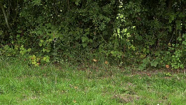 Red Fox, vulpes vulpes, Adult running on Grass, Normandy in France, Slow motion