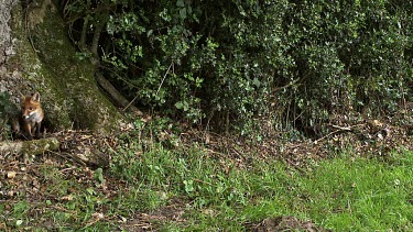 Red Fox, vulpes vulpes, Adult running on Grass, Normandy in France, Slow motion