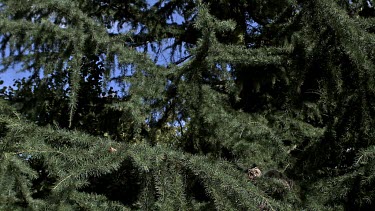 Long Eared Owl, asio otus, Adult in Flight, Taking off from Tree, Normandy in France, Slow Motion