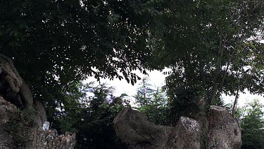 Long Eared Owl, asio otus, Adult in Flight, Taking off from Tree, Normandy in France, Slow Motion