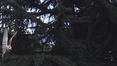 Barn Owl, tyto alba, Adult in Flight, Taking off from Tree, Normandy, Slow Motion